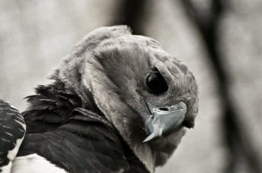 Harpy Eagle Closeup clipart