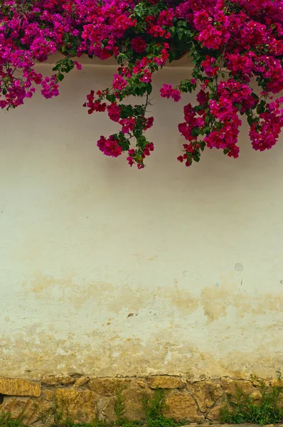 Αποικιακή τοίχο με λουλούδια — Φωτογραφία Αρχείου