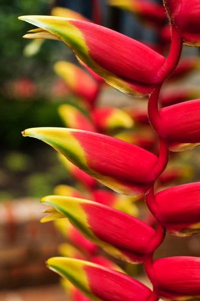Istakoz pençesi çiçek — Stok fotoğraf
