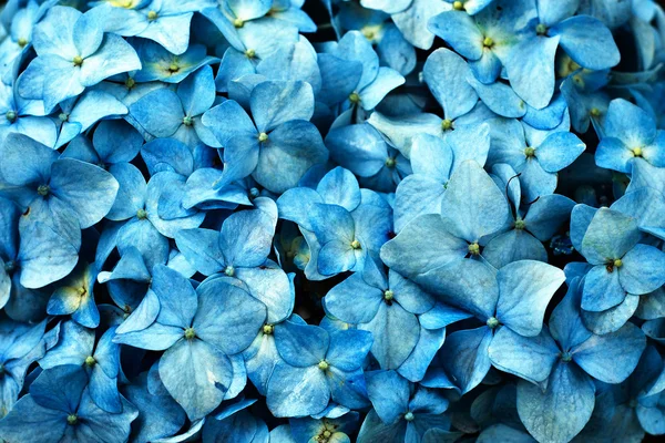 Голубая гортензия — стоковое фото