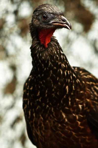 Crested Guan — Stockfoto