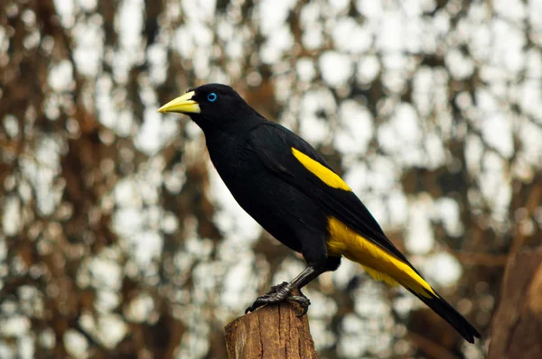 Yellow Rumped Cacique — Stock Photo, Image