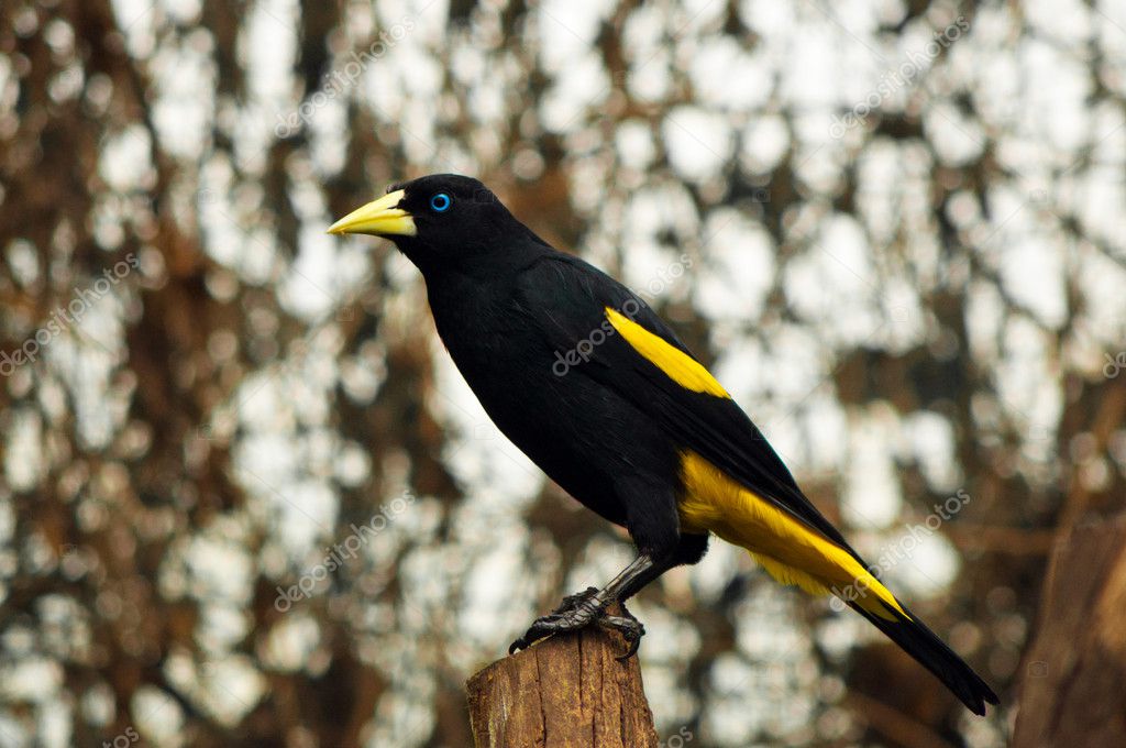 Yellow Rumped Cacique Stock Photo by ©jkraft5 10597766