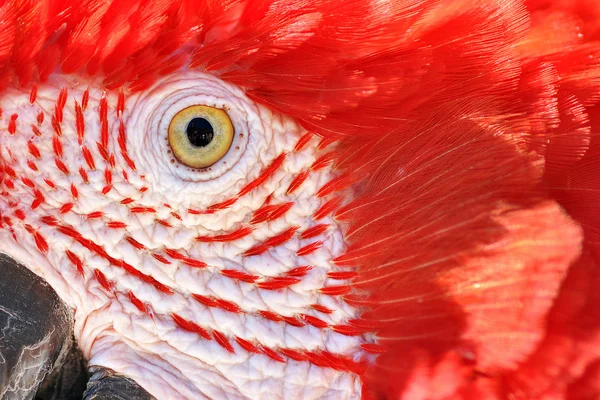 Scarlet Macaw Closeup — Stockfoto