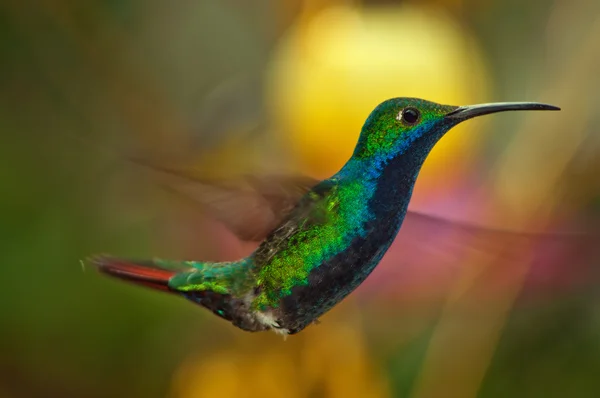 Closeup kolibřík — Stock fotografie