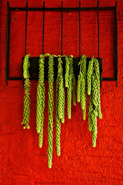 Zelených rostlin proti červené zdi — Stock fotografie