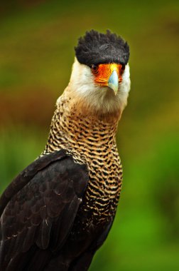 Caracara Bird of Prey clipart