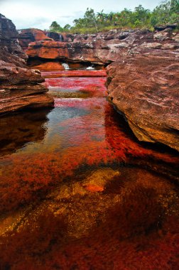 Cano Cristales, The Seven Colored River clipart