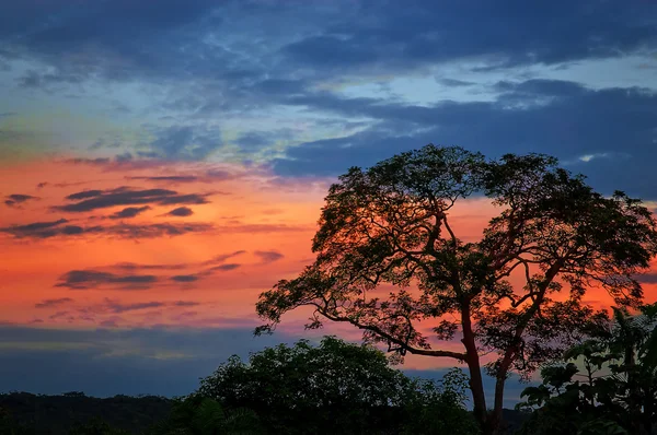 Abenddämmerung mit der Silhouette eines Baumes — Stockfoto