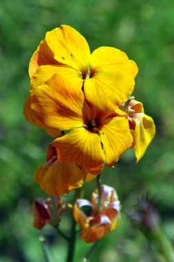 Erysimum