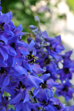 Delphinium ve arı