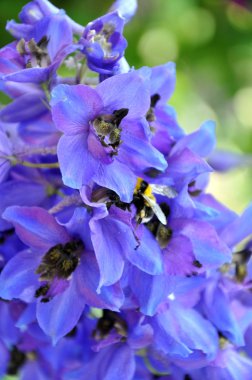 Delphinium ve arı