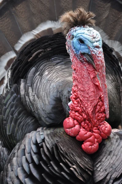 stock image Turkey