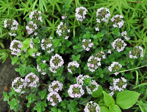 Stock image Thymus