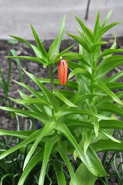 stock image Fritillaria