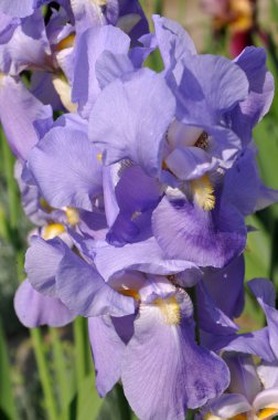 iris