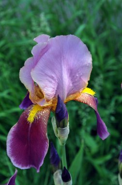 iris