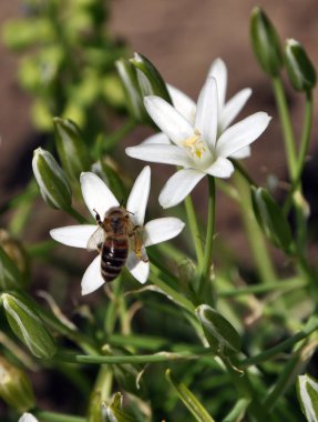 Chionodoxa