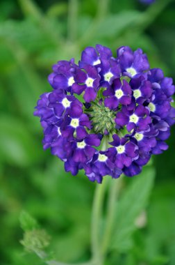 Verbena