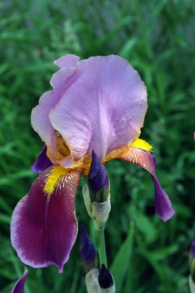 iris