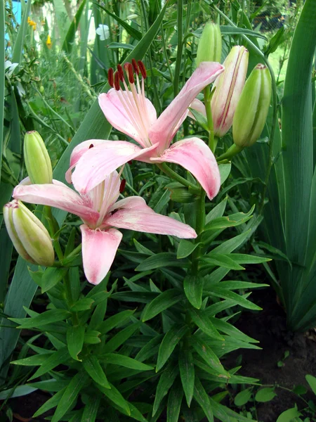 Stock image Lilium