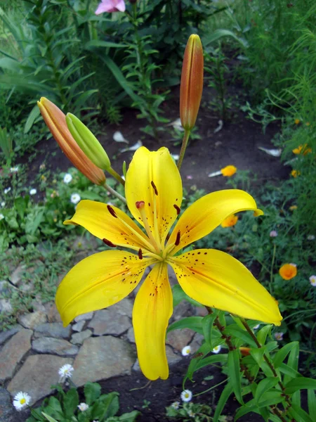 stock image Lilium