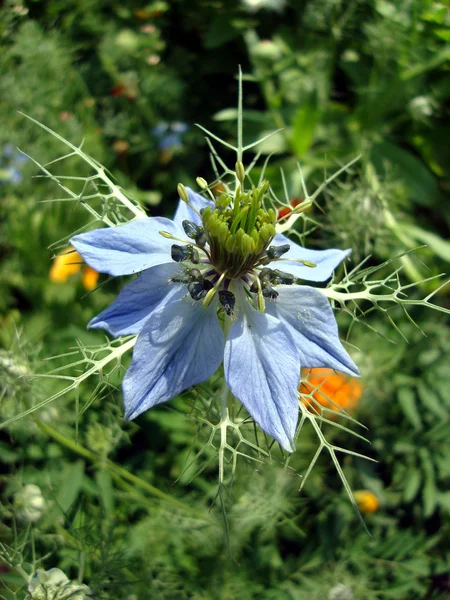 Stock image Nigella