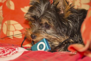 Yorkshire terrier puppy bites into the music player clipart