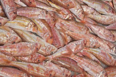 Fresh red mullet for sale on fish market clipart