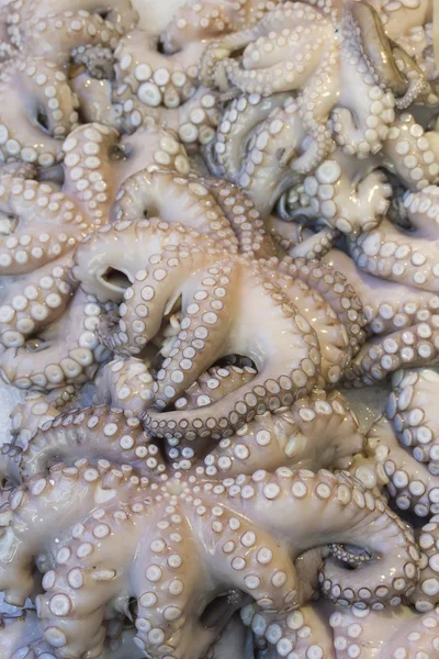 Čerstvé chobotnice ochotna prodávat na trhu — Stock fotografie