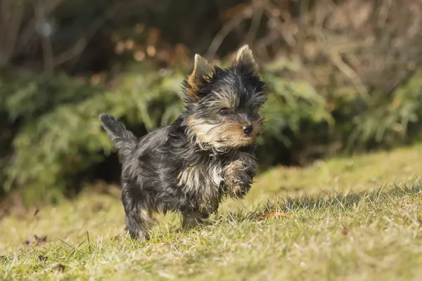Jorkšírský teriér štěně běží přes louku v zahradě — Stock fotografie