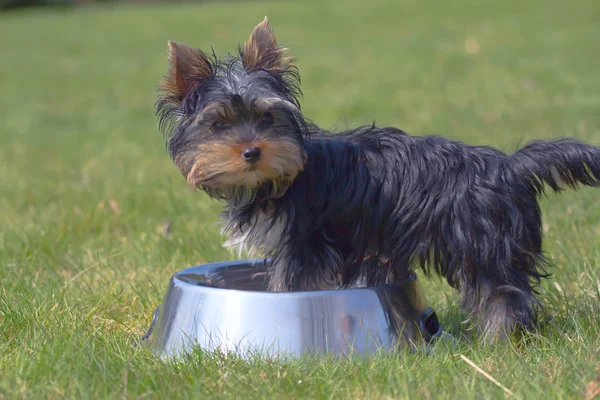 Yorkshire Terrier puppy standing in a bowl for food. — Stock Photo, Image
