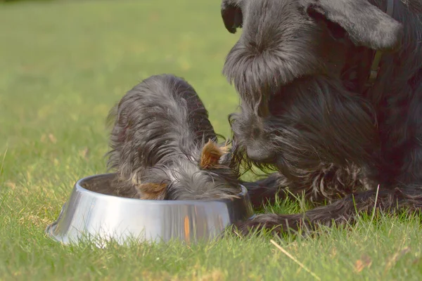 Yorkshire terrier puppy and big black schnauzer. — Stock Photo, Image
