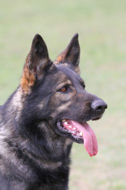 Bir Alman çoban köpeği portresi