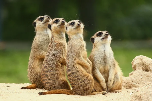 Charmant groupe de suricates s'assoit et regarde le ciel — Photo