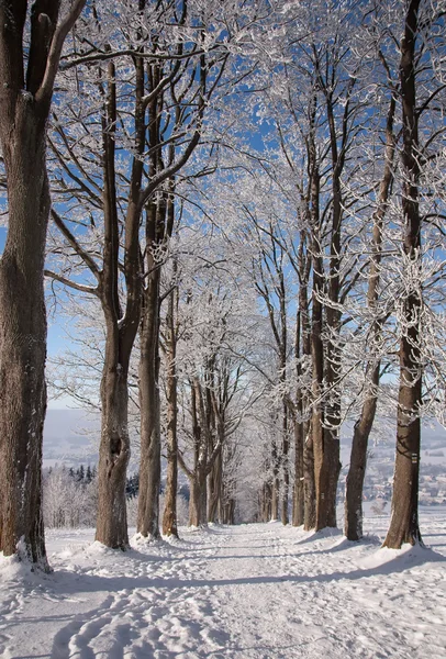 View of the winter trees, Calvary. — Stock Photo, Image