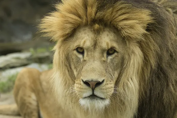 Vista detallada de la cabeza de un león acostado — Foto de Stock