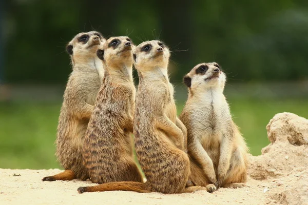 Υπέροχη ομάδα meerkats να κάθεται και να εξετάσουμε τον ουρανό — Φωτογραφία Αρχείου