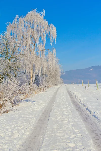 Venkov silnici přes zimu pole uprostřed zasněžené stromy — Stock fotografie