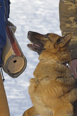 Alman çoban köpek eğitimi