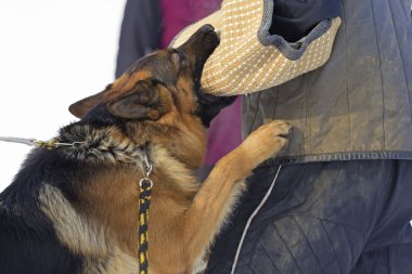 Alman çoban köpek eğitimi