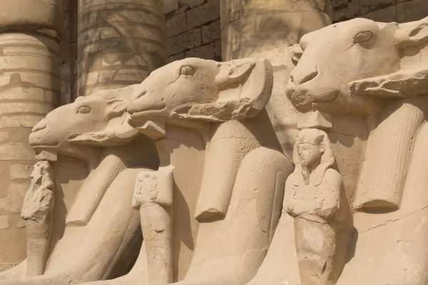 Estatuas de carneros en el templo de Karnak (Luxor, Egipto ). — Foto de Stock