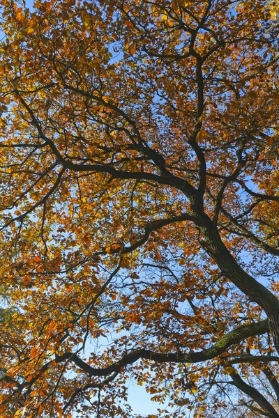 Folhas brilhantes de outono — Fotografia de Stock