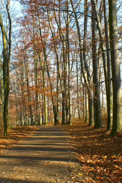 Chemin dans les bois en automne — Photo