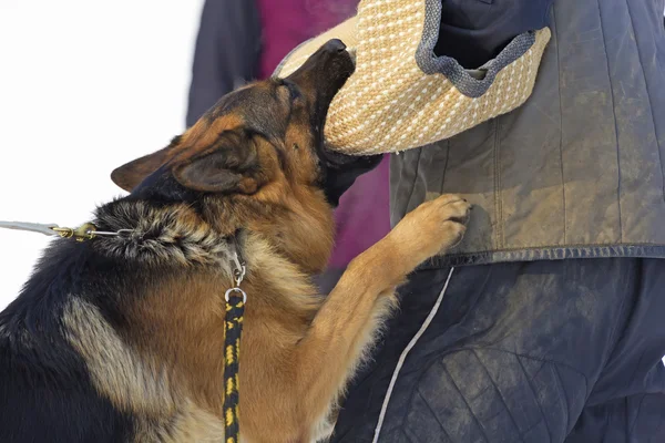 De opleiding van de hond van de Duitse herder — Stockfoto