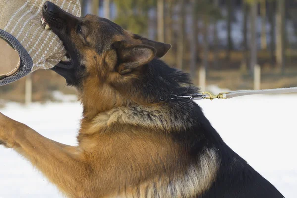 De opleiding van de hond van de Duitse herder — Stockfoto