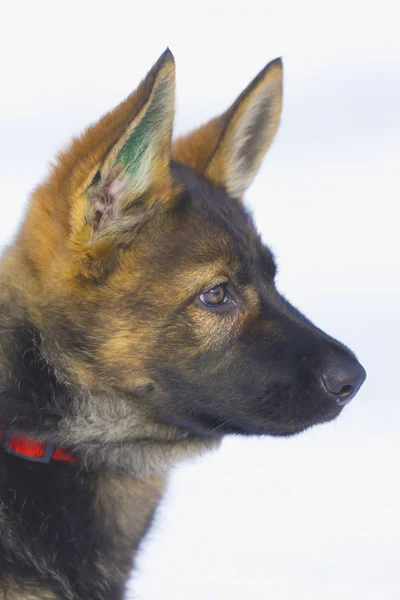 女性 (3 个月大的德国牧羊犬幼犬) — 图库照片