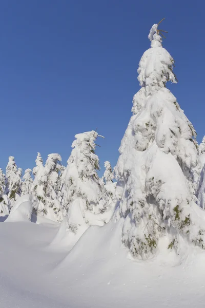 Kış görünümü kar kaplı dağ ve ağaçlar (dağlar Jeseni — Stok fotoğraf