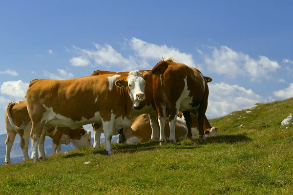 El grupo de vacas pastando en el prado de montaña —  Fotos de Stock
