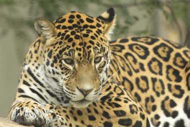 bir ağaç gövdesinde yalan jaguar
